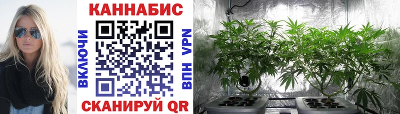 Купить  Галич  Бошки Шишки планчик 